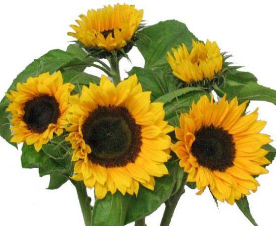 Sunflower Buches