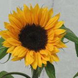Sunflower - Yellow stem (Bloom size small to medium)