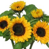 Sunflower - Yellow bunches