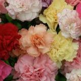 Carnations - standard various colours