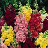 Snapdragons - various colours