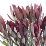 Leucodendron Red - Different shades of Red