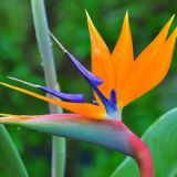 Bird of Paradise - per stem