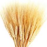 Wheat Natural Tall - 20+stems per bunch