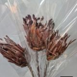 Protea Dried Natural - per stem