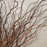 Twisted Willow Dried Natural - 5stems per bunch