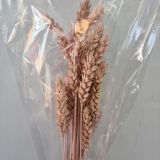 Wheat Dried Colours - 10+stems per bunch
