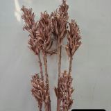Primrose Seed Pods Dried Colours - 5stems per bunch