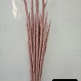 Marram Grass Dried Colours -10stems per bch