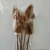 Teasels Dried Natural - 5stems per bunch