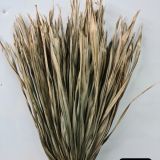 Fan Palm Dried Natural - 10stems per bunch