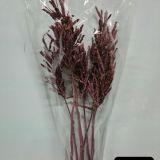 Lupin Seed Pods Dried Colours - 5stems per bunch