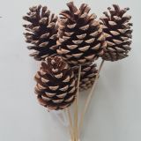 Mini Pine Cones on a stick - 5stems per bunch