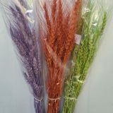 Barley Dried Colours - 5stems per bunch
