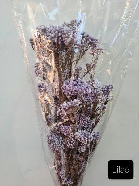Rice Flower - Lilac