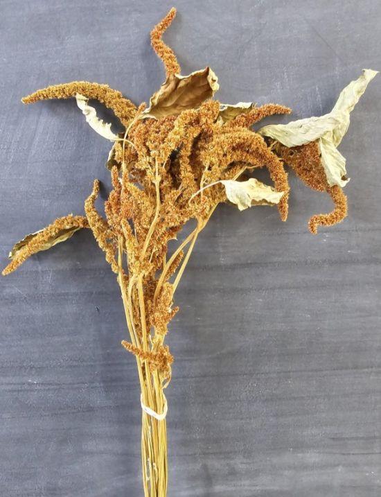 Amaranthus Upright Dried - 5stems per bunch