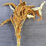 Amaranthus Upright - Dried Naturally - 5stems per bunch
