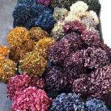 Hydrangea Blooms Dyed Colours - per stem