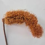 Banksia Dried Naturally - short stems